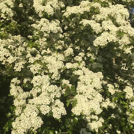 The Plain View بيت للعطل *