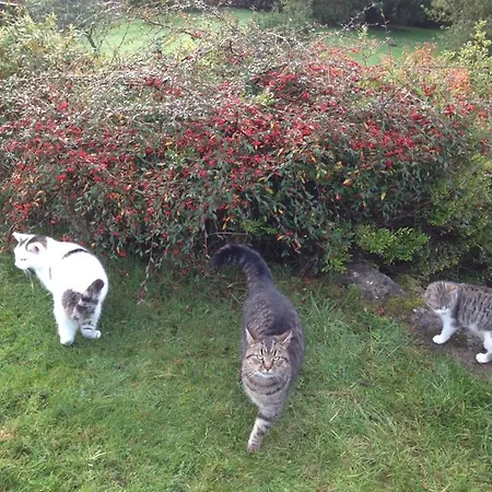 The Plain View * بويل