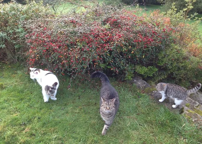 The Plain View * 波伊尔